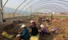 来界首吃瓜,吃瓜群众乐翻天