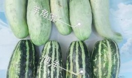 吃瓜送其他瓜,一场别开生面的“吃瓜盛宴”