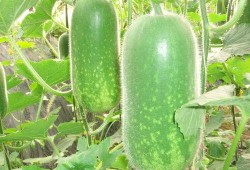 璟璟吃瓜,揭秘娱乐圈幕后故事