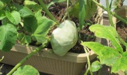 吃瓜小助理余景天,揭秘娱乐圈幕后趣闻