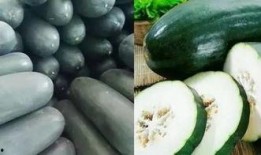 6瓜吃6瓜,探寻瓜果之乐