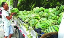 临沂销售吃瓜,吃瓜群众见证市场新动向