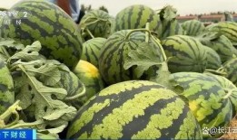 菏泽曹县吃瓜视频,揭秘菏泽特色美食背后的故事