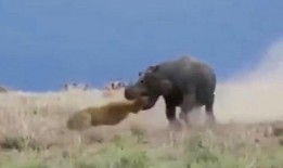 吃瓜的小狮子,揭秘动物界的趣味生活