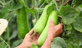 秋瓜怎样吃,食法大揭秘