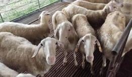 吃蜜瓜喂羊视频大全,趣味视频大盘点