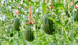 www吃瓜网,www吃瓜网带你领略明星幕后故事