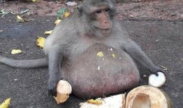 吃瓜姐变猴,一场跨越物种的奇幻之旅