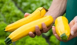 香蕉瓜怎么吃最好吃,解锁最佳口感之道