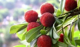 杨梅吃瓜,探寻夏日消暑美食新风尚