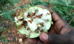 卡里莫瓦吃瓜,揭秘娱乐圈幕后风云