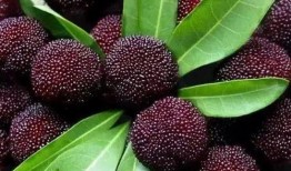 杨梅吃瓜,探寻夏日消暑美食新风尚