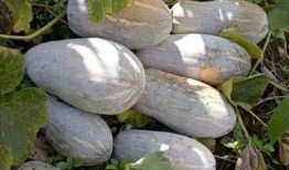 农村吃瓜图片,农村吃瓜图鉴，尽享乡村清凉时光