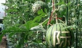 临沂销售吃瓜,吃瓜群众见证市场新动向