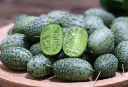 煤球儿吃瓜,揭秘网络热词背后的趣味与思考