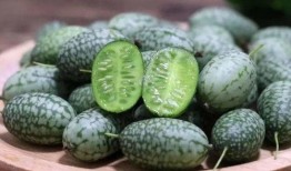 煤球儿吃瓜,揭秘网络热词背后的趣味与思考