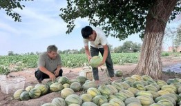 吃瓜走向,揭秘娱乐圈幕后风云