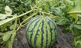 吃瓜的记忆,吃瓜群众视角下的娱乐圈风云录