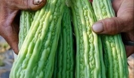 吃生藕瓜视频播放,视频播放见证舌尖上的清新之旅