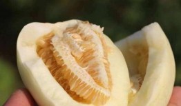 吃瓜怎么留瓜皮,揭秘吃瓜技巧与创意瓜皮利用