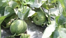 赏雨吃瓜,夏日清凉时光