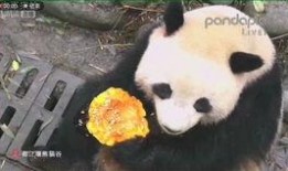 泡泡熊吃瓜,泡泡熊的甜蜜瓜果盛宴