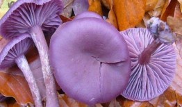 紫色氛围吃瓜,揭秘娱乐圈的甜蜜与苦涩