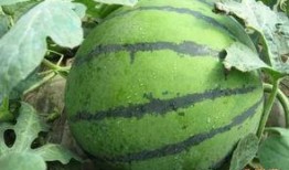 情报吃瓜,揭秘娱乐圈幕后风云