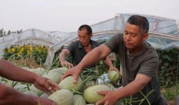 状元村吃瓜,揭秘乡村里的“吃瓜”文化现象