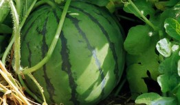 吃瓜在线中心,网络舆论场的新势力