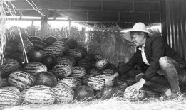 杞县吃瓜群众,吃瓜群众热议，揭秘当地生活百态