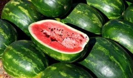 中山吃瓜视频大全,趣味横生的美食探秘之旅