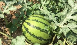 吃瓜非常干净,尽享干净吃瓜新体验