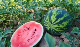 赏雨吃瓜,夏日清凉时光