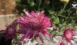 小菊吃瓜,揭秘娱乐圈背后的秘密