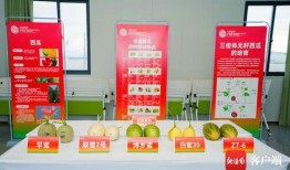 吃瓜名字队名,吃瓜名字队队的欢乐篇章