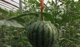 婷儿吃瓜,揭秘娱乐圈那些不为人知的幕后故事