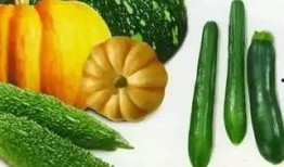 秋瓜怎样吃,食法大揭秘
