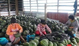 吃瓜群众测评,热门美食背后的真实口感与评价