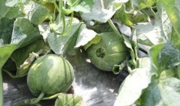 绿色吃瓜,吃出健康与环保新风尚