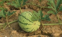 吃瓜非常干净,尽享干净吃瓜新体验