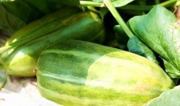 一起分享吃瓜,一起分享的美食时光