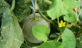 吃瓜送其他瓜,一场别开生面的“吃瓜盛宴”