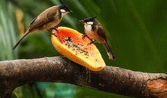 鸟会吃瓜吗,揭秘鸟类是否吃瓜之谜