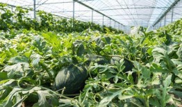 农村吃瓜图片,农村吃瓜图鉴，尽享乡村清凉时光