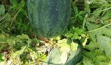 明天吃瓜图片,揭秘明天吃瓜大事件