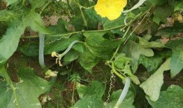 叶子在吃瓜,一场味蕾的盛宴