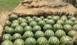 法国人吃红瓜视频,红瓜盛宴背后的故事