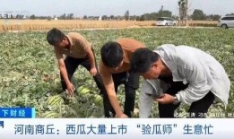 自由孤独患者吃瓜,揭秘吃瓜背后的心理世界