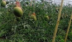 内蒙吃瓜女孩,揭秘草原上的网络新风尚